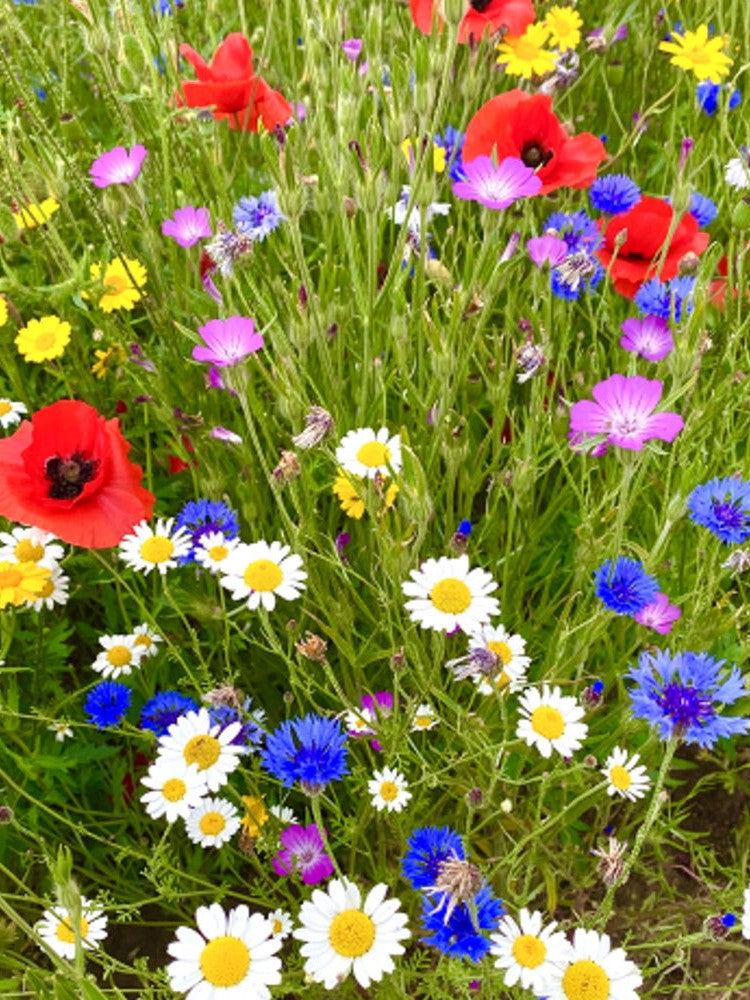 Fabric Wildflower Seed Bundle Gift Favour.